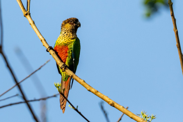Amazonian Parrotlet