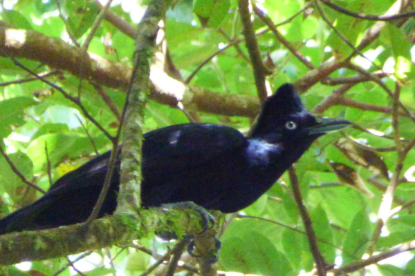 Amazonian Umbrellabird