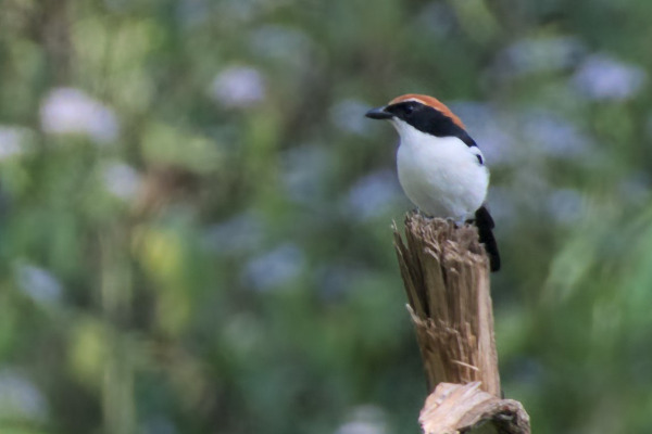 Amboim Shrike