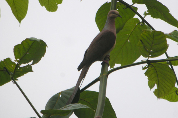 Amboyna Cuckoo-Dove