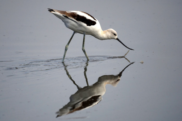 American Avocet