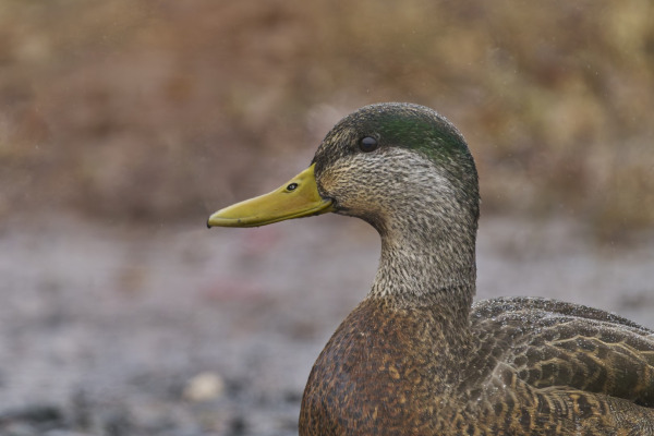 American Black Duck