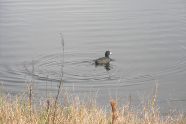 American Coot