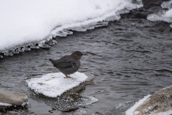 American Dipper