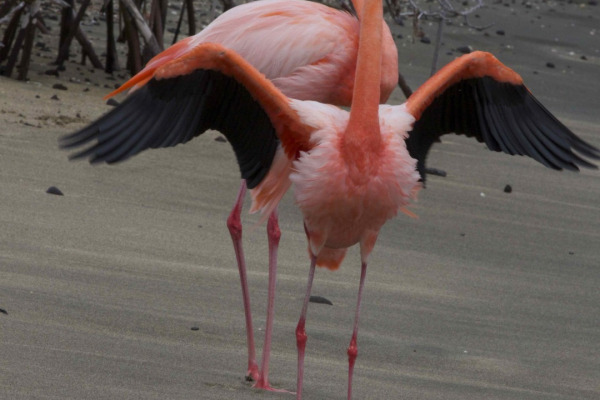 American Flamingo