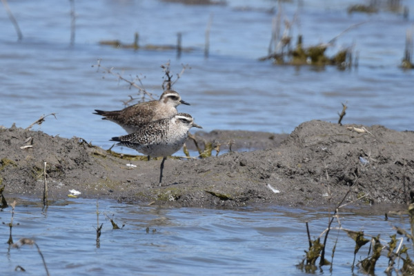 American Golden Plover