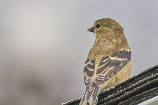 American Goldfinch