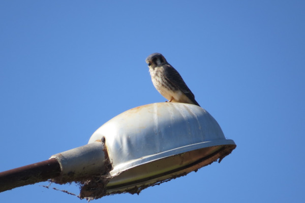 American Kestrel