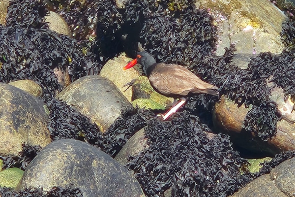 American Oystercatcher