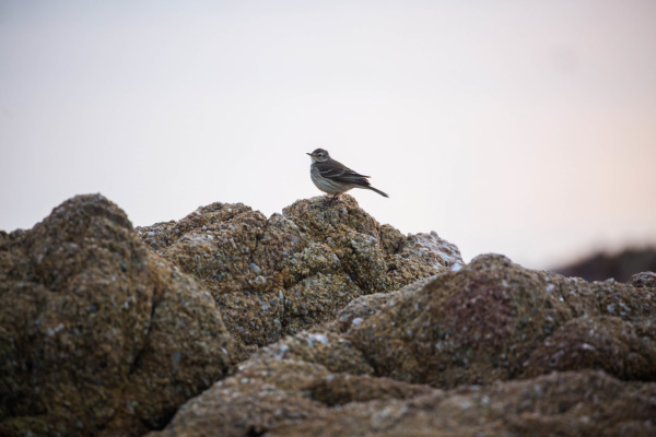 American Pipit