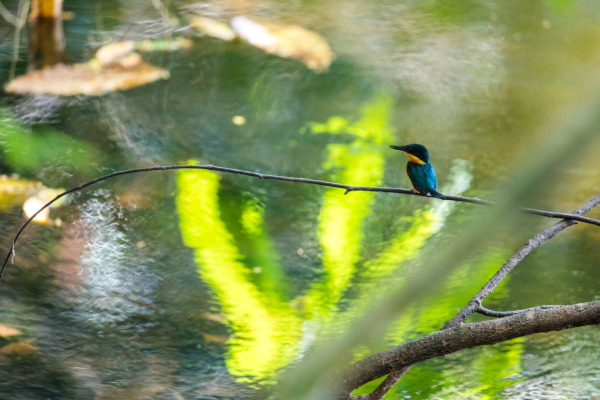 American Pygmy Kingfisher