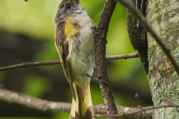 American Redstart