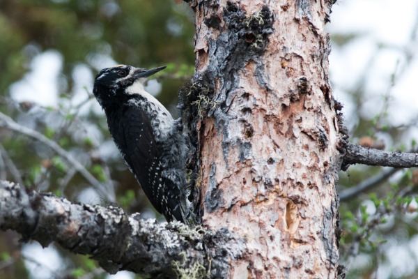 American Three-toed Woodpecker