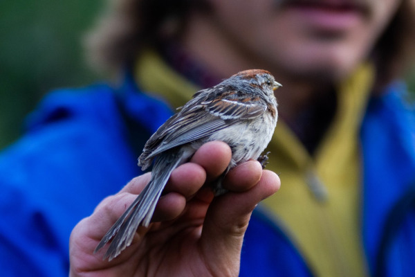 American Tree Sparrow