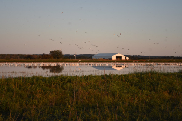 American White Pelican
