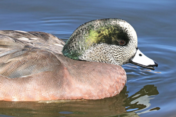 American Wigeon