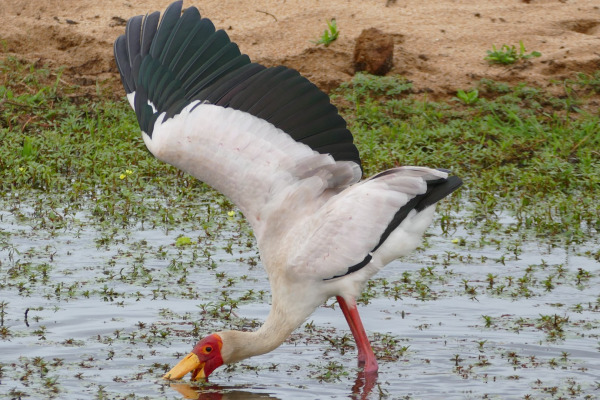 American Wood Stork