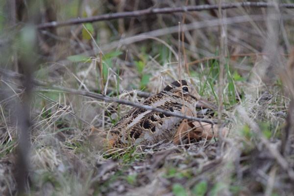 American Woodcock