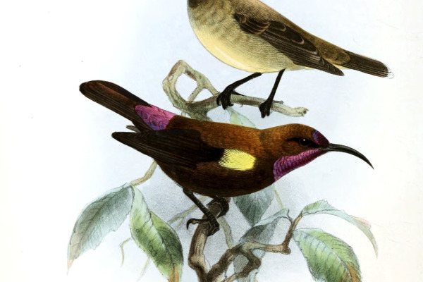 Amethyst Sunbird