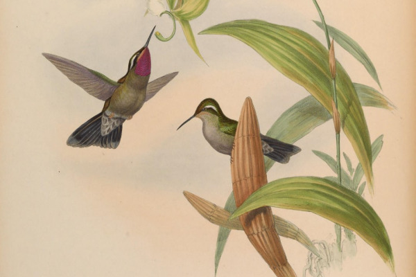 Amethyst-throated Hummingbird