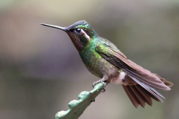 Amethyst-throated Sunangel
