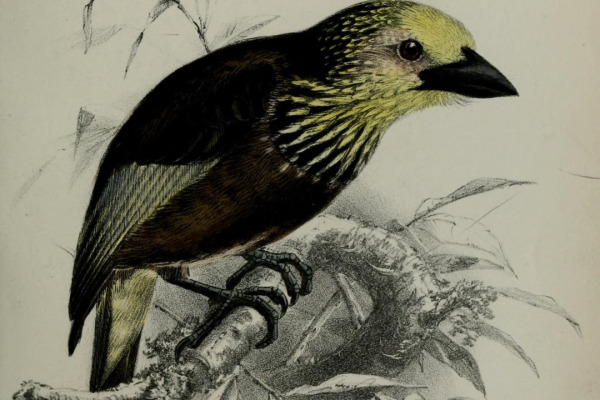 Anchieta's Barbet