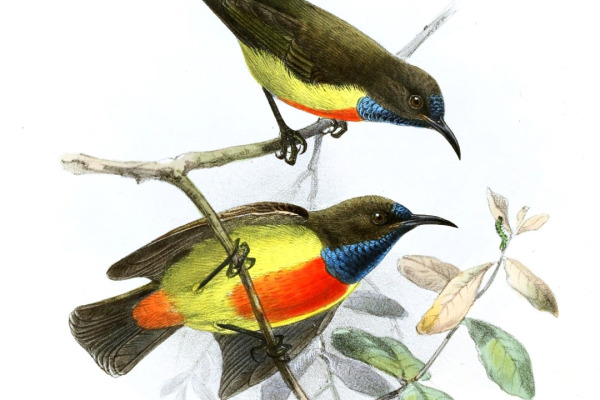 Anchieta's Sunbird