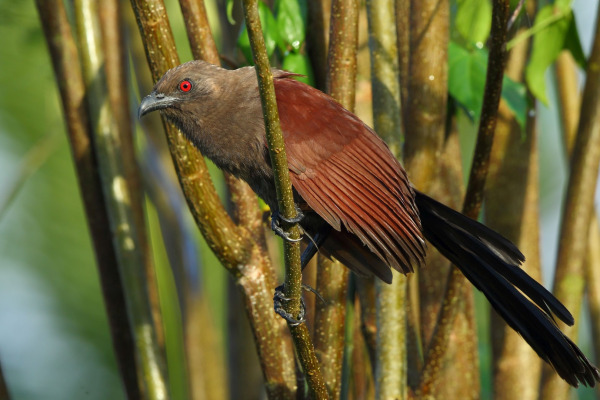 Andaman Coucal