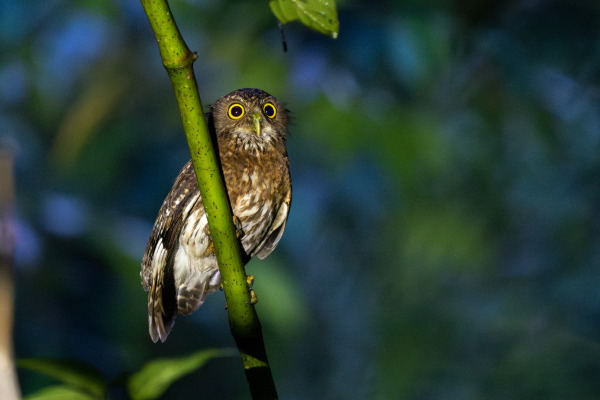Andaman Hawk-Owl