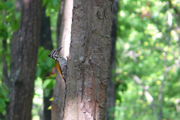 Andaman Woodpecker