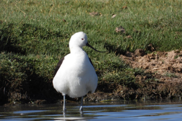 Andean Avocet