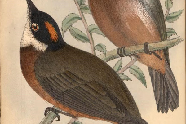 Andean Cock-of-the-rock