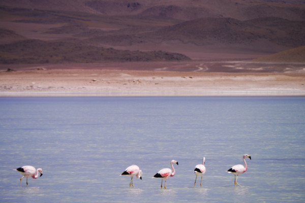 Andean flamingo