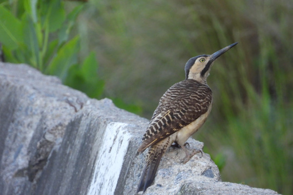 Andean Flicker