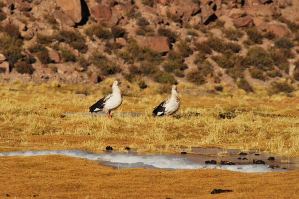 Andean Goose