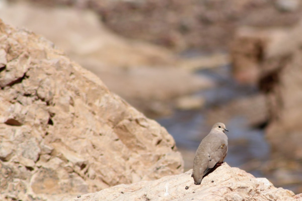 Andean Metaltail