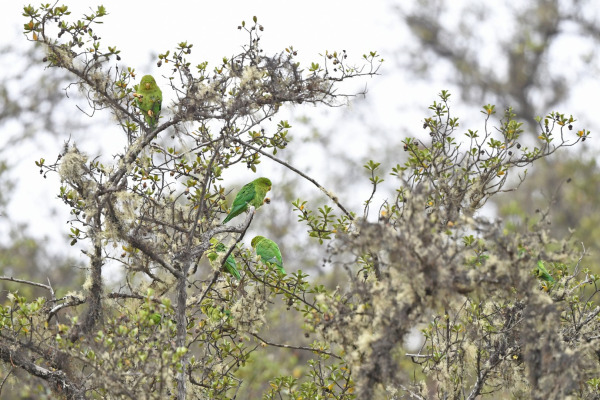 Andean Parakeet