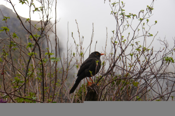 Andean Solitaire