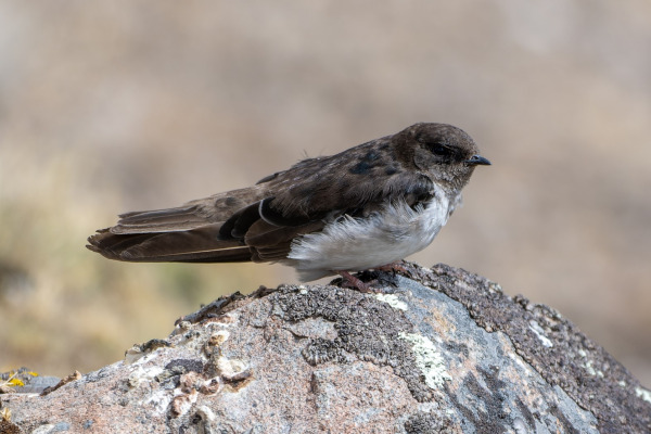 Andean Swallow