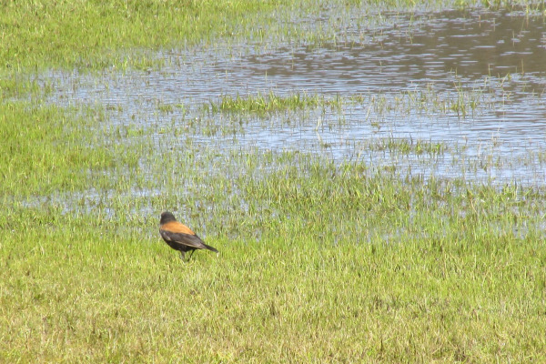Andean Tapaculo