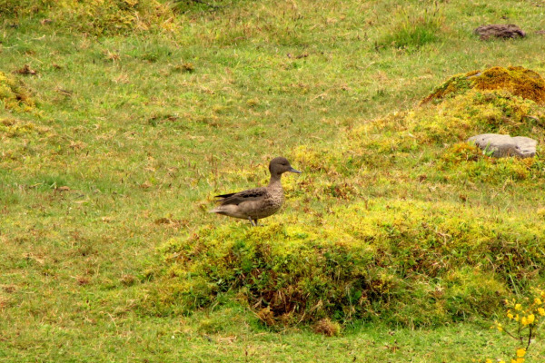 Andean Teal