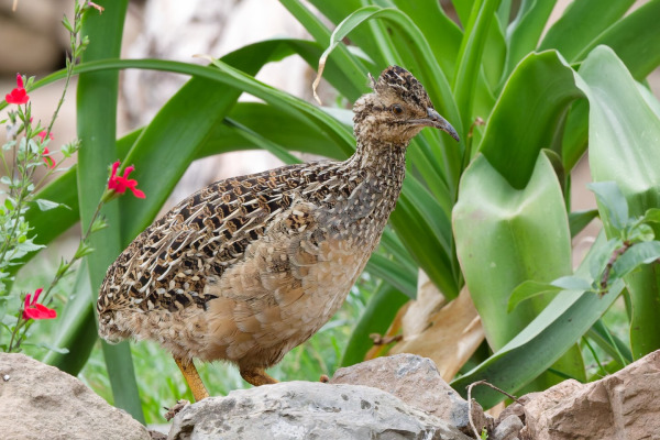 Andean Tinamou