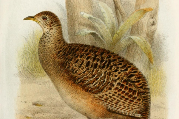 Andean Tinamou