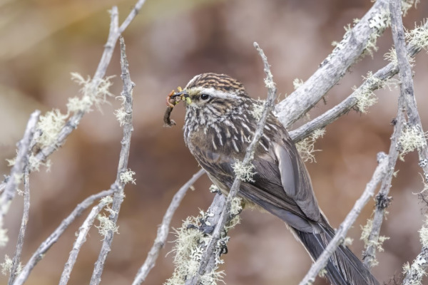 Andean Tit-Spinetail