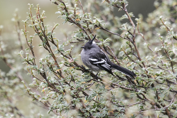Andean Tit-Tyrant