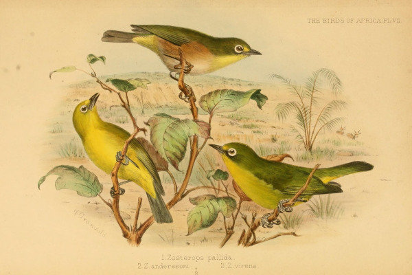 Andersson's White-eye