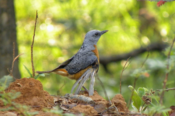 Angola Blue Rock Thrush