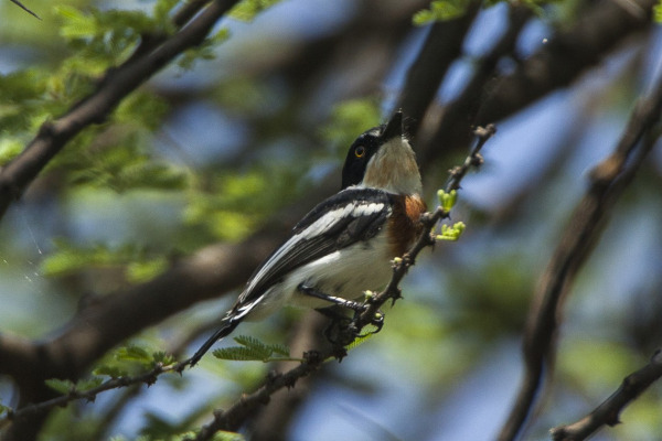 Angolan Batis