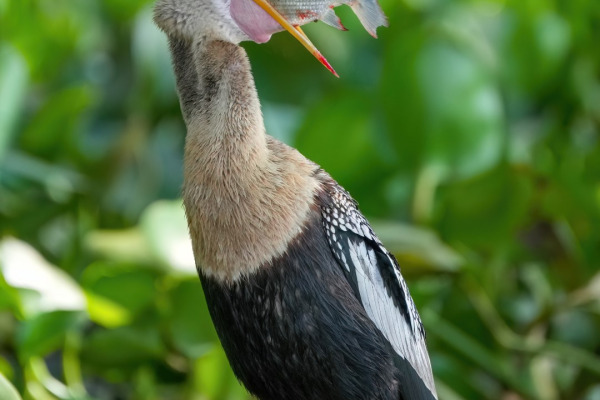 Anhinga