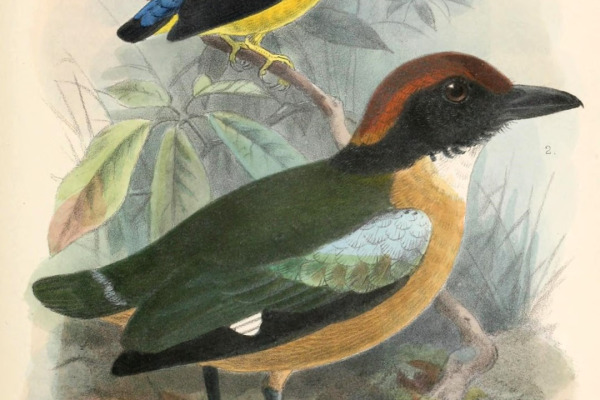 Anjouan Pitta